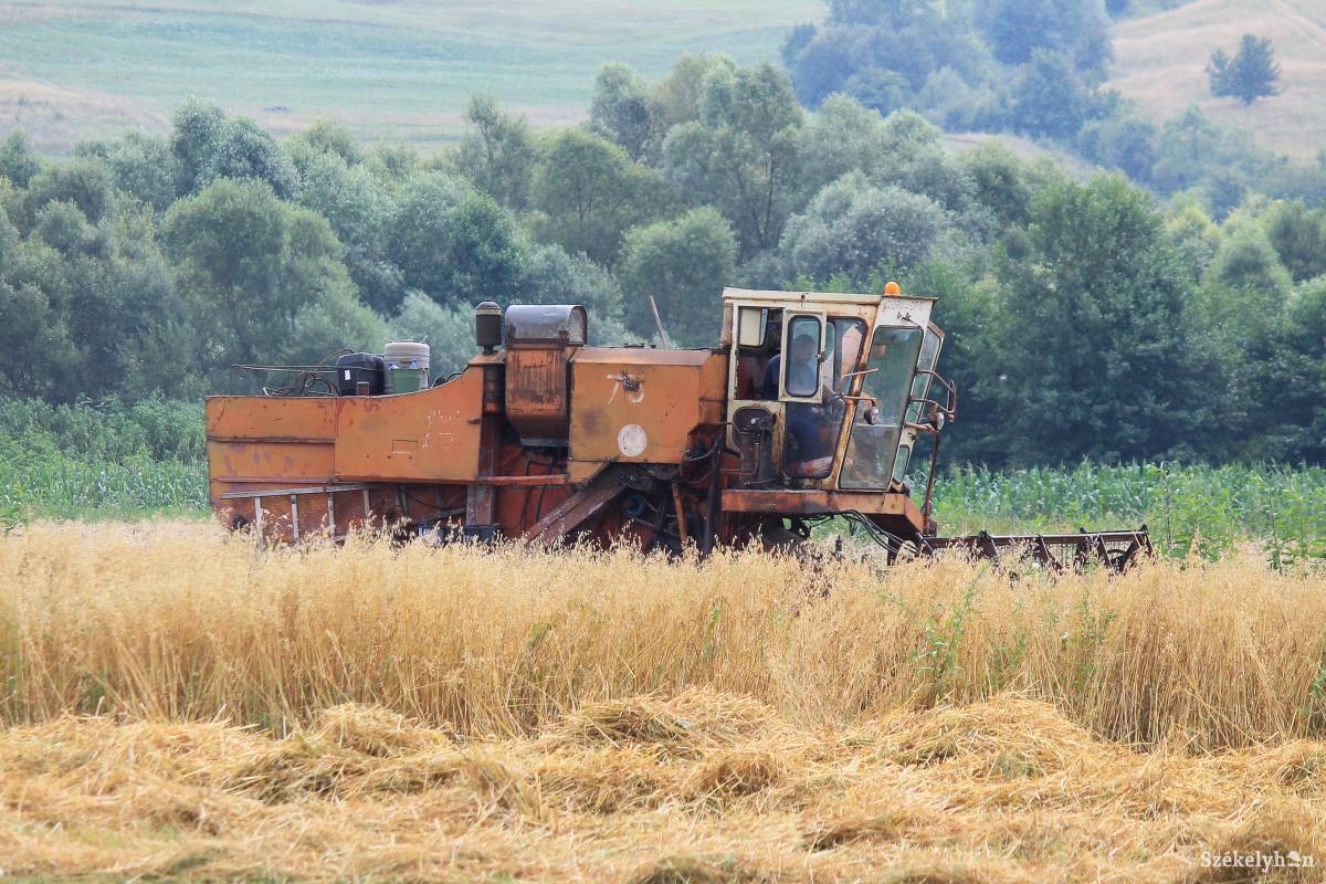 Alkalmazkodni kell a mezőgazdaságban is. A járványhelyzet miatt már hozzáláttak az aratáshoz  •  Fotó: Pál Árpád