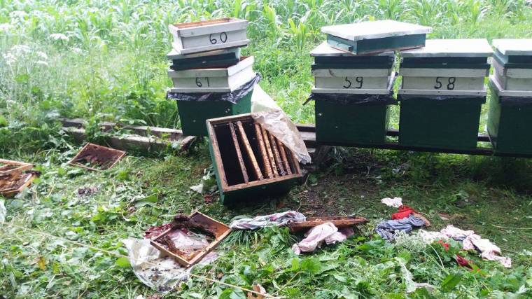 Udvarhelyszéken jegyezték fel a legtöbb vadkárt