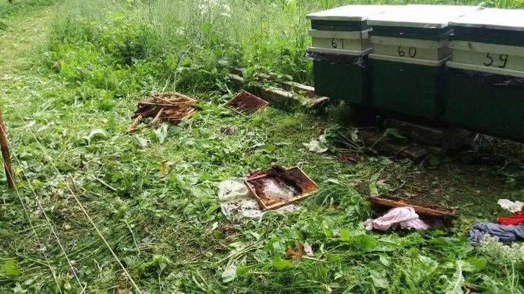 Méhkaptárokat tört össze a medve Etéd községben