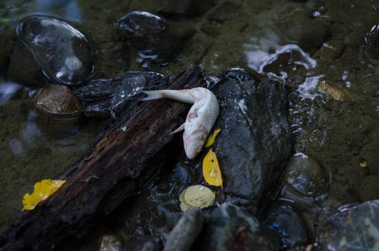 Rengeteg hal elpusztult a Nyikó-patakban