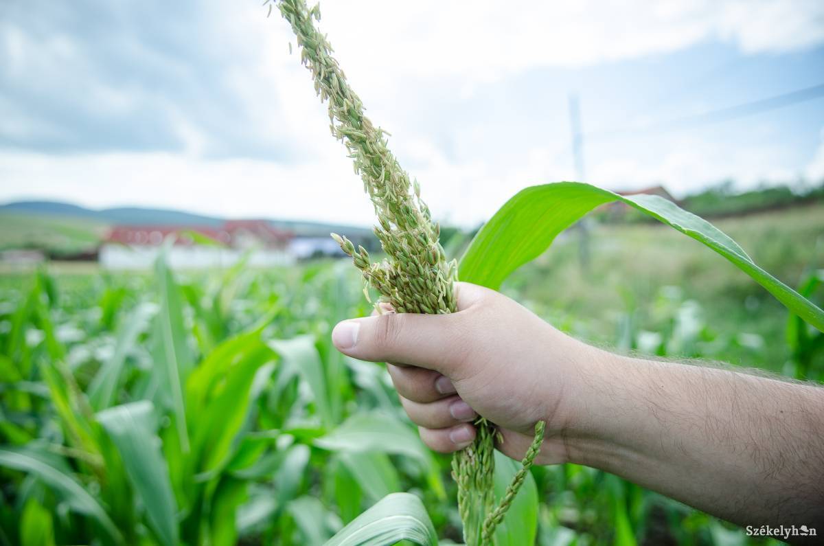 •  Fotó: Barabás Ákos