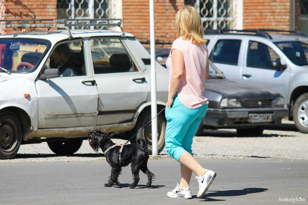 Képünk illusztráció •  Fotó: Pál Árpád
