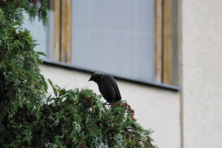 Vetési varjakra panaszkodnak a lakók