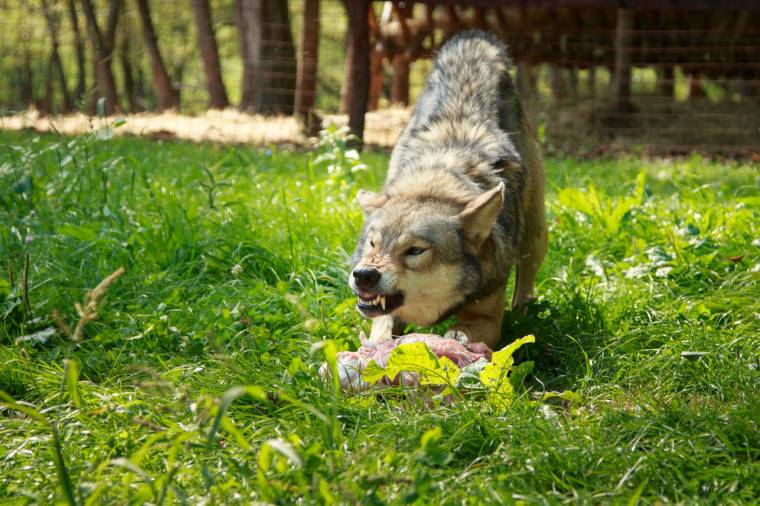 Betekintés a farkasok világába