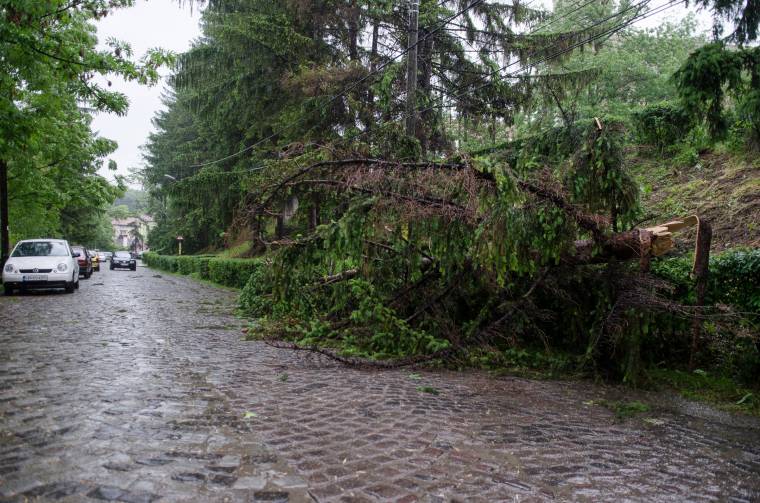 Deszka vagy tűzifa lesz a kidőlt fenyőből