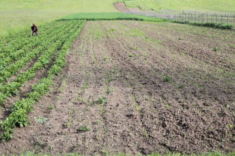 Belenyugszanak a veszteségbe a gazdák