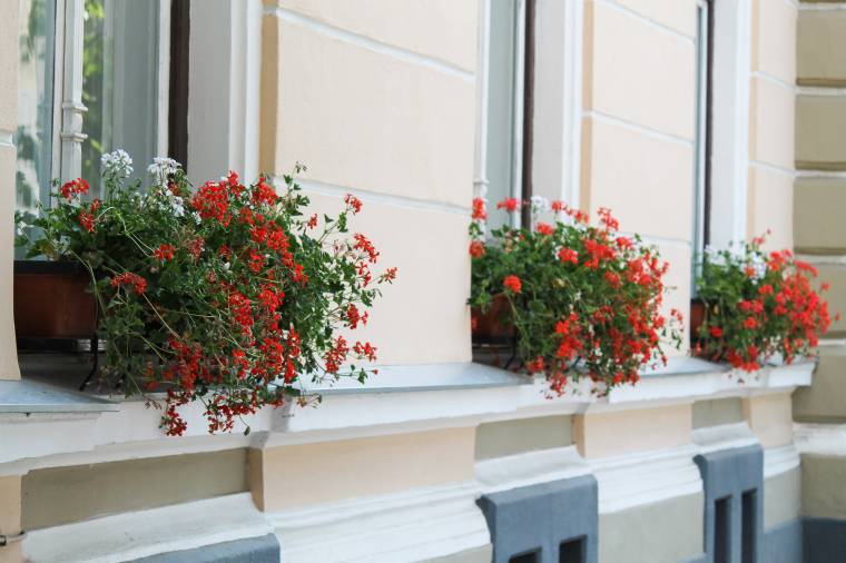 Virágos udvarhelyi városkép