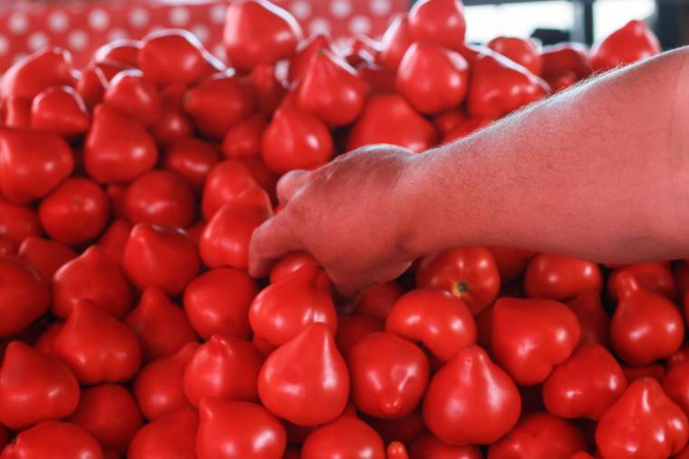 A „csicses” paradicsom, és ami benne van