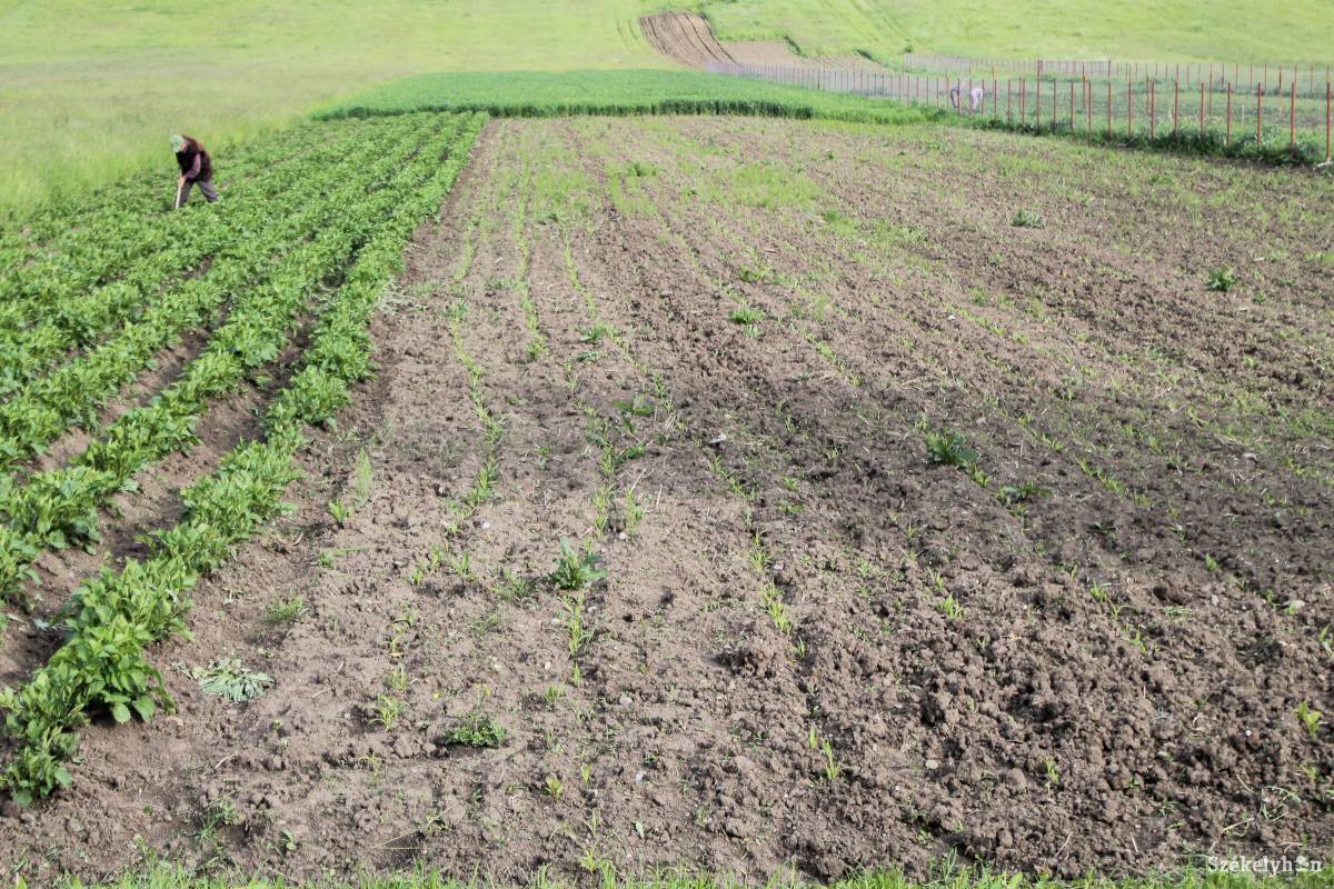 &bullet;  Fotó: Pál Árpád