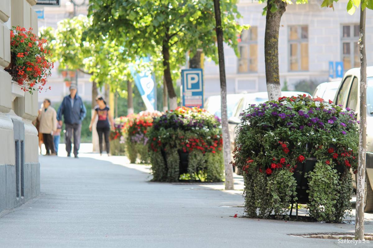 Több, mint 53 ezer virágtövet vásárolt a város tavaly. A lakók is kaptak belőle •  Fotó: Pál Árpád