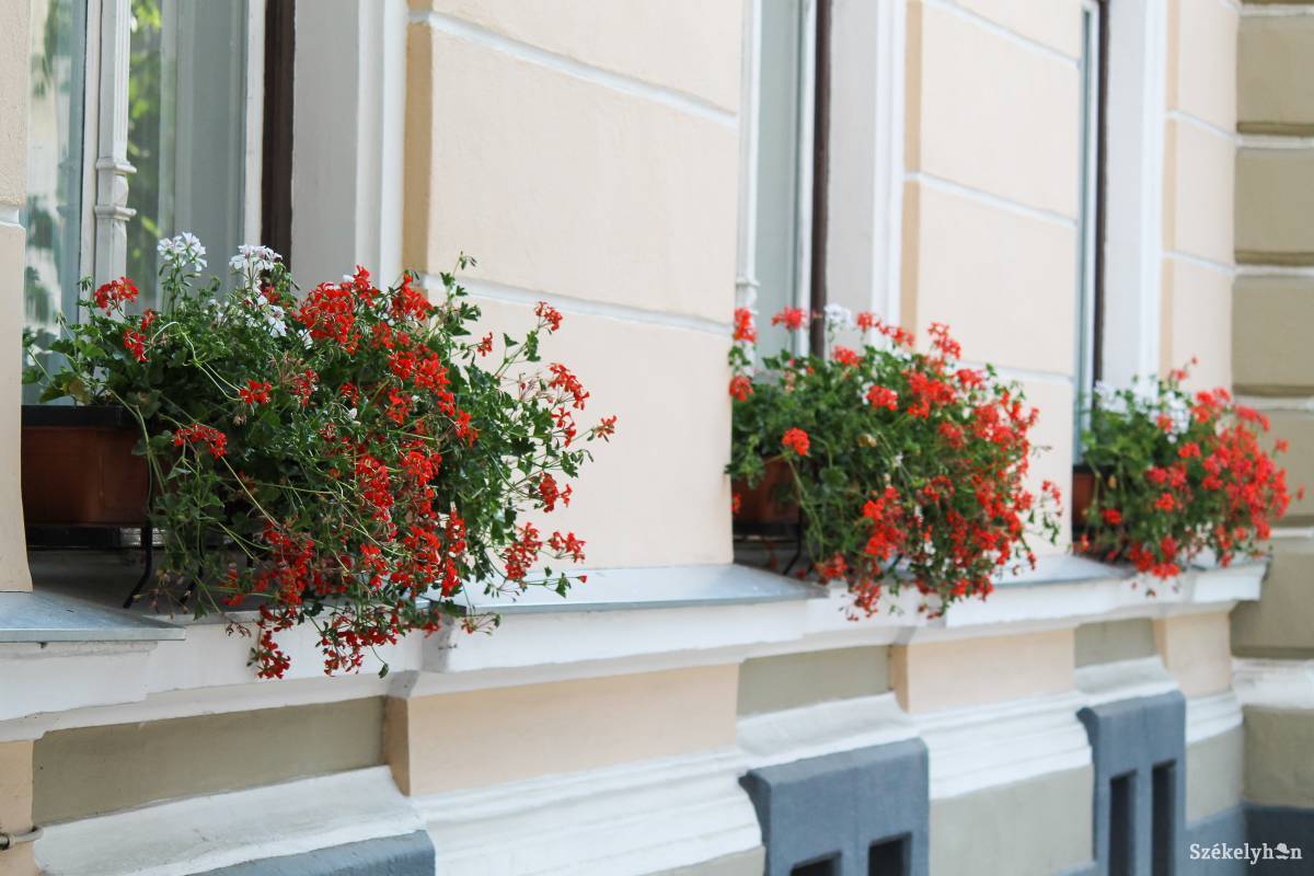 &bullet;  Fotó: Pál Árpád