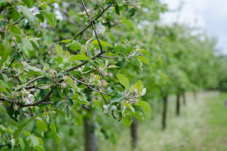 Ökogazdálkodás Hargita megyében: megvan, hogy általában mekkora területen válik jövedelmezővé