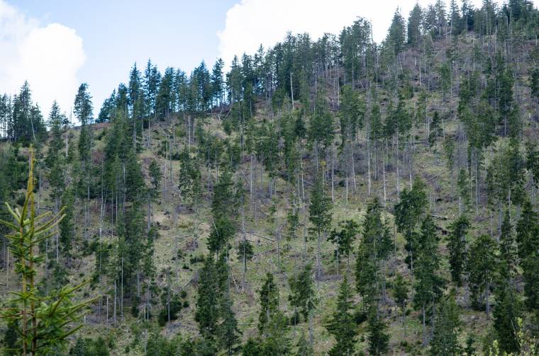 Erdészre támadtak fatolvajok a Máramarosi-havasokban
