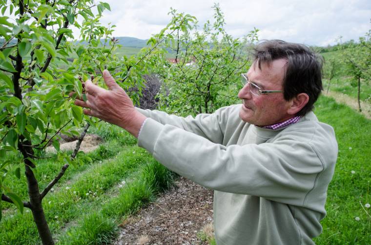 Enyhe mezőgazdasági károkkal számolnak a fagy miatt
