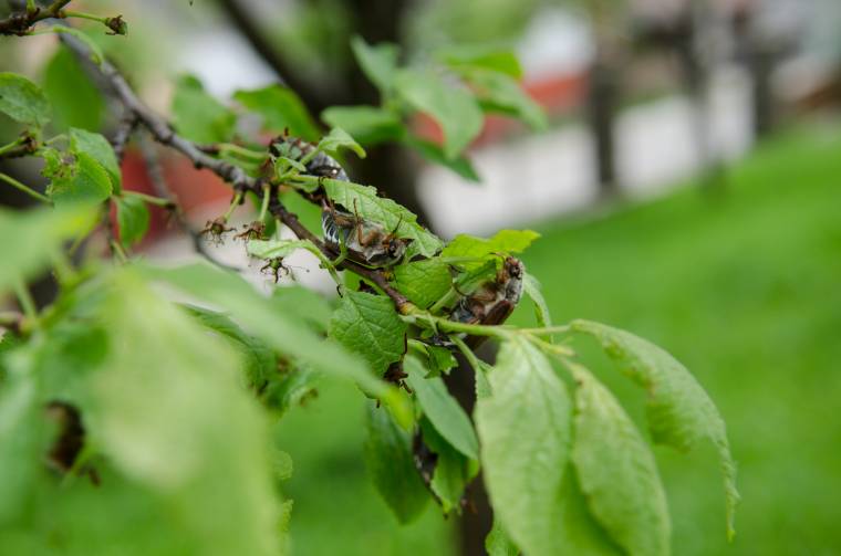 Veszteség az udvarhelyszéki gyümölcsösökben