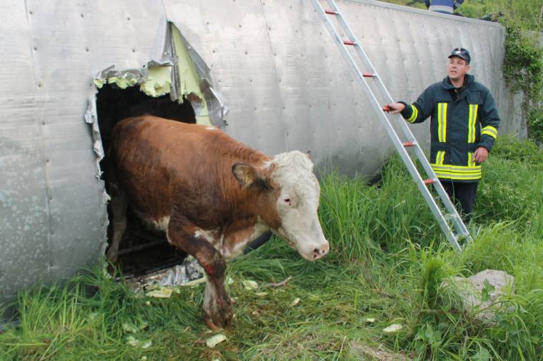 Sérült szarvasmarhákat szabadítottak ki a raktérből