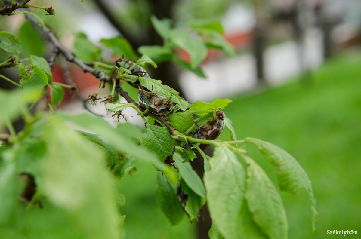 &bullet;  Fotó: Barabás Ákos