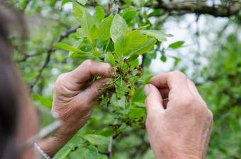 Kárpótlást kapnak a tavaly tavaszi fagykárok által érintett gyümölcstermelők
