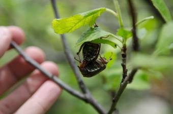 Jó lehet az idei kukorica- és burgonyatermés, legalábbis a cserebogárrajzás alapján