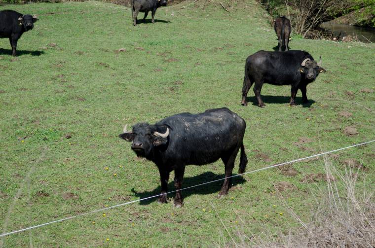 Háromnapos agrárkonferencia Székelykeresztúron
