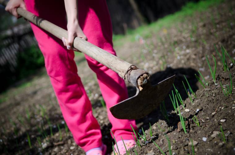 Díjazzák a háztáji zöldség- és gyümölcstermesztést