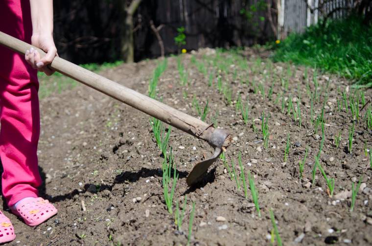 Szép kertek kerestetnek Udvarhelyszéken