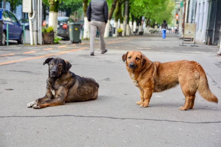 Megúszta büntetés nélkül az állatkínzó háromszéki kiskorú