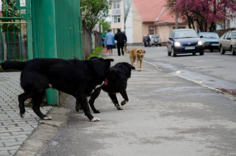 Zsebbe kell nyúlnia a tulajdonosnak, ha az állata Sepsiszentgyörgy utcáin kóborol
