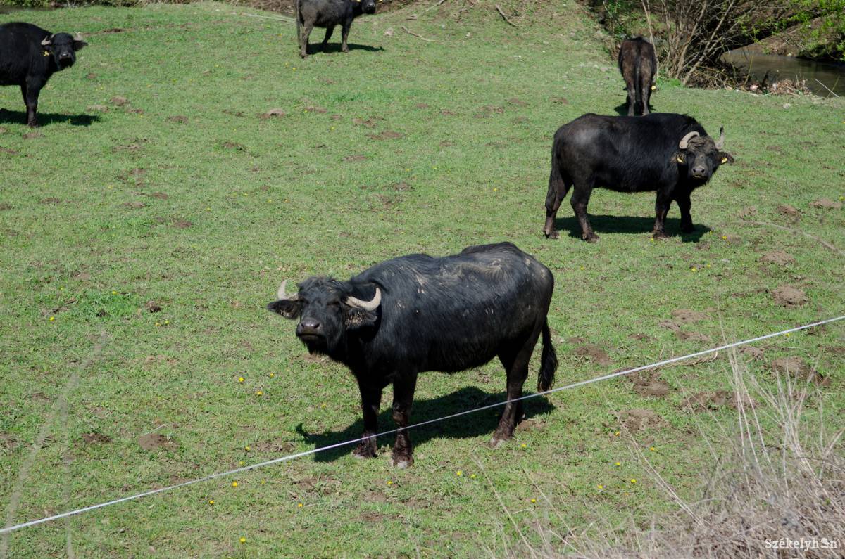 •  Fotó: Barabás Ákos
