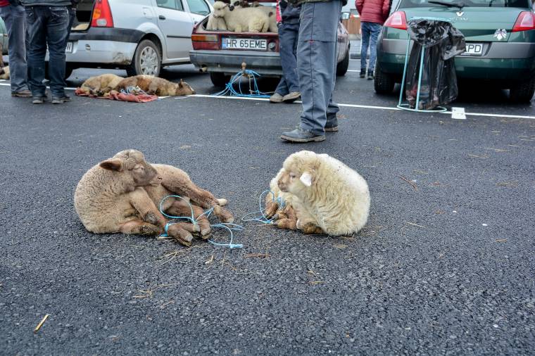 Az olcsóbb bárányt sem vásárolták