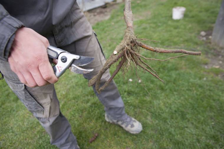Gyümölcsfaültetés: holnap már késő