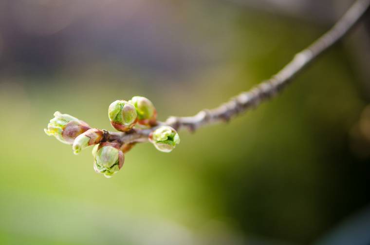 Gyümölcsoltó Boldogasszony: Jézus fogantatásának ünnepe