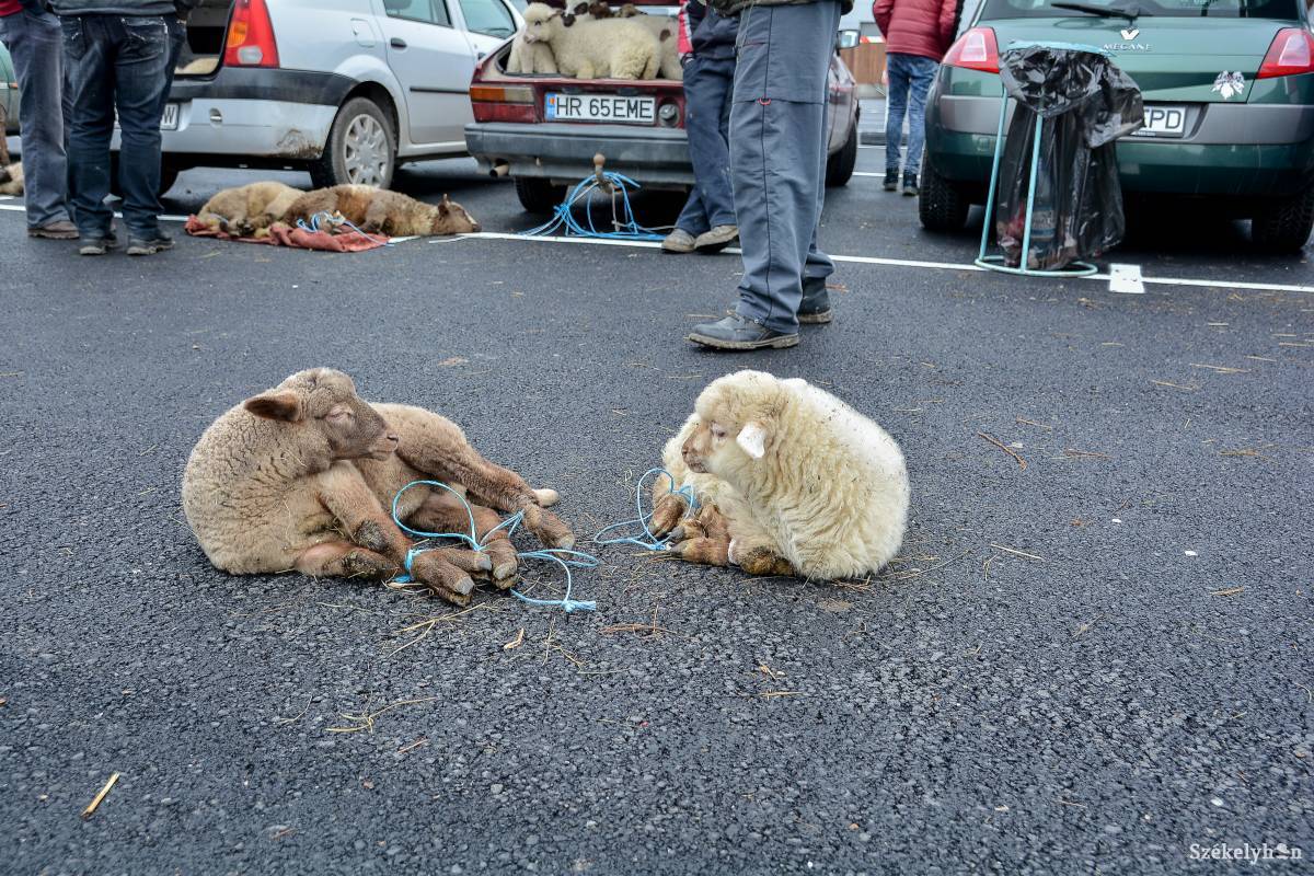 &bullet;  Fotó: Mihály Csaba