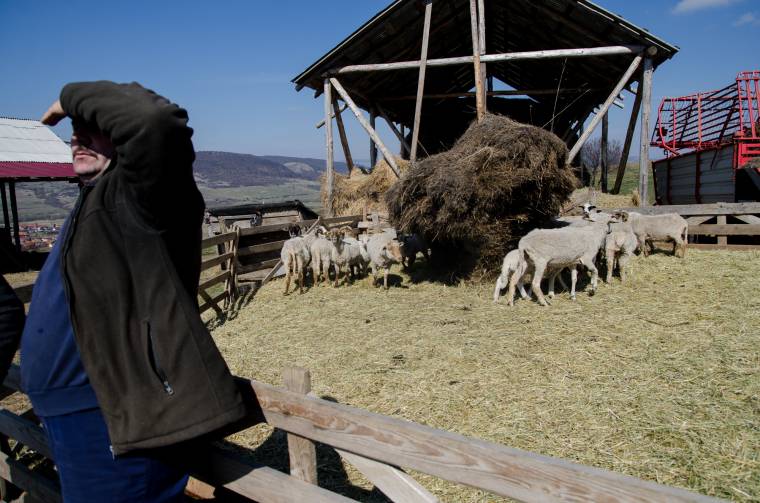 A gazdákon nyerészkedő kereskedő a juhtartás „farkasa”