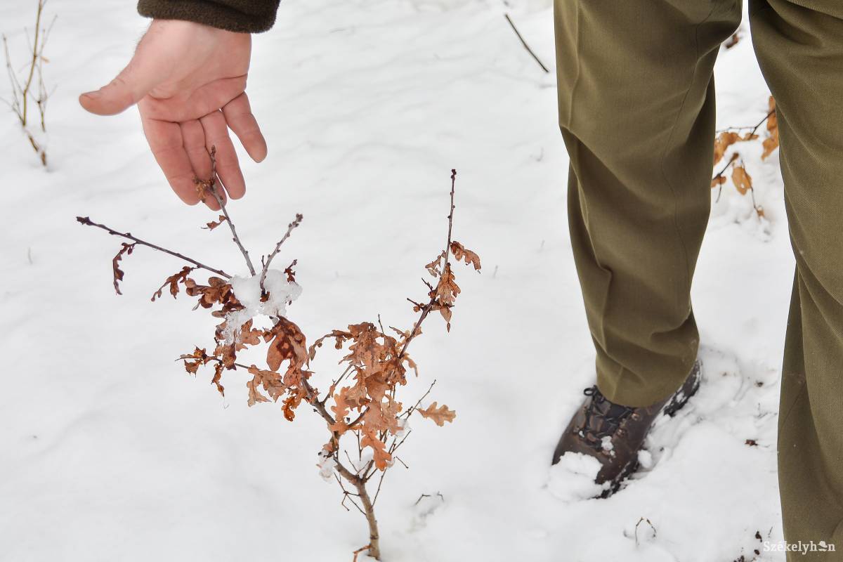 &bullet;  Fotó: Mihály Csaba