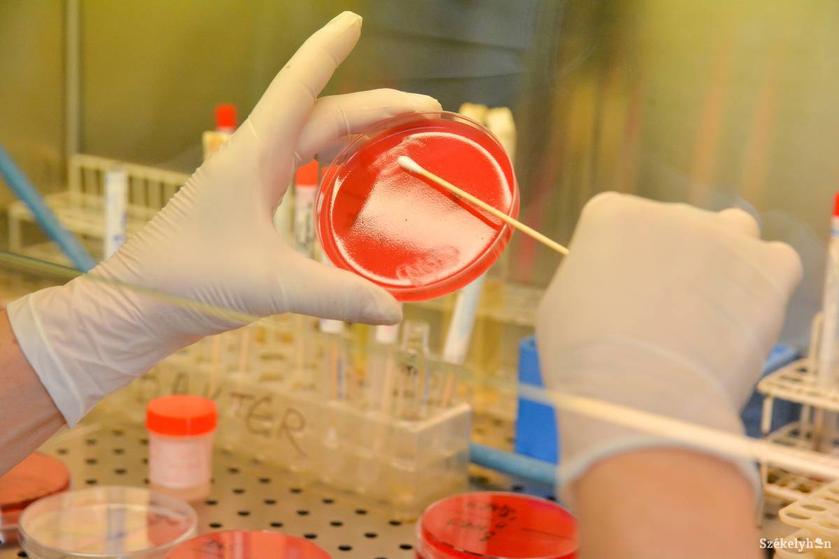 • Fotó: Mihály Csaba