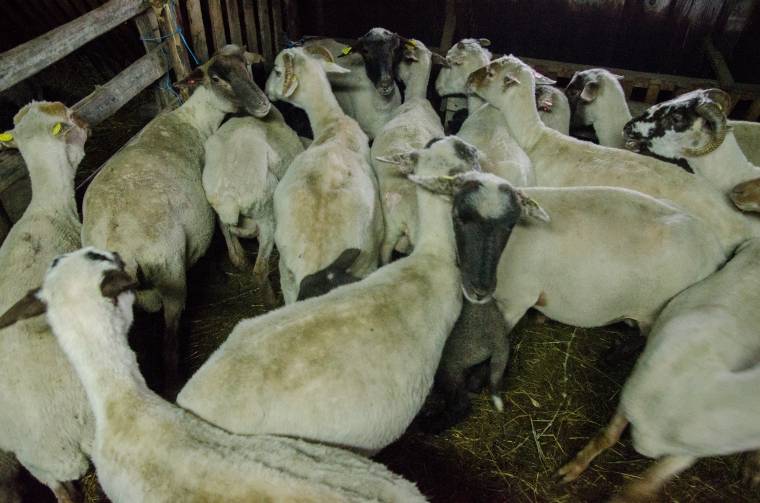 Ha kell, a polgármesteri hivatal elé hajtják jószágaikat