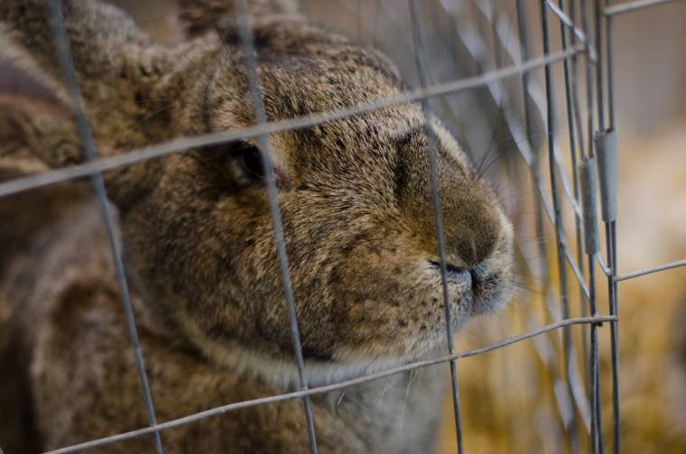 Élő nyuszi ajándékba – tényleg jó ötlet?