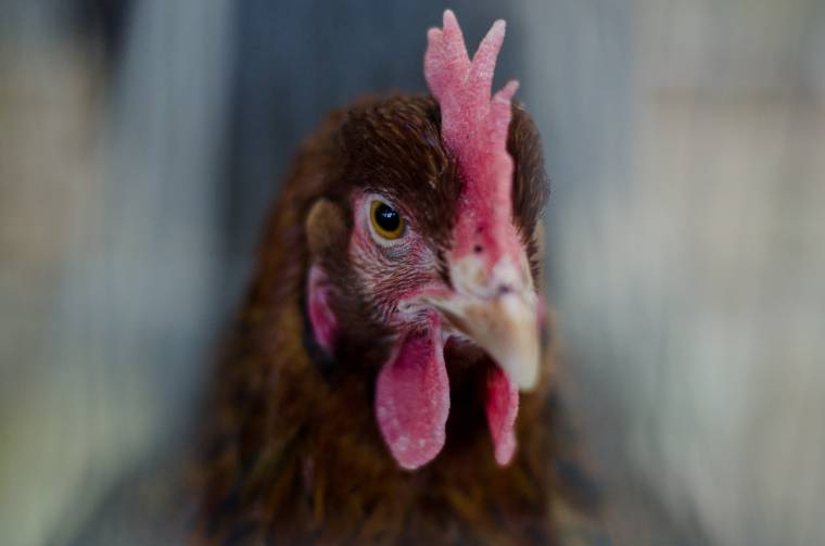 Kisállatok nagy számban