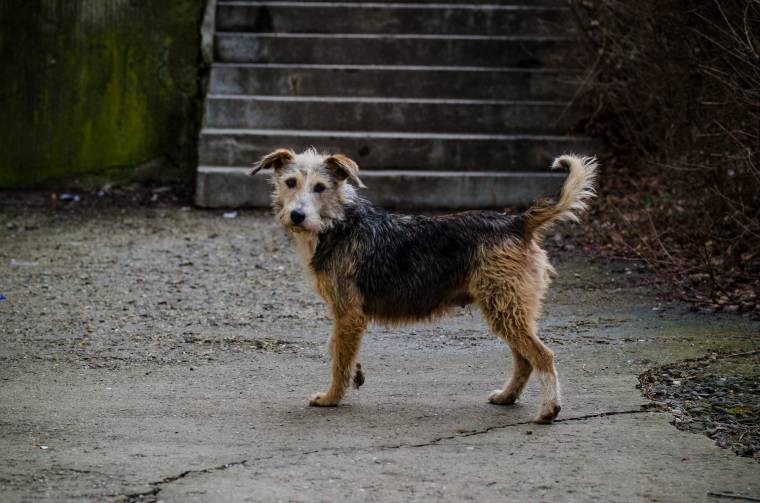 Ingyenes kutyaivartalanítás Sepsiszentgyörgyön