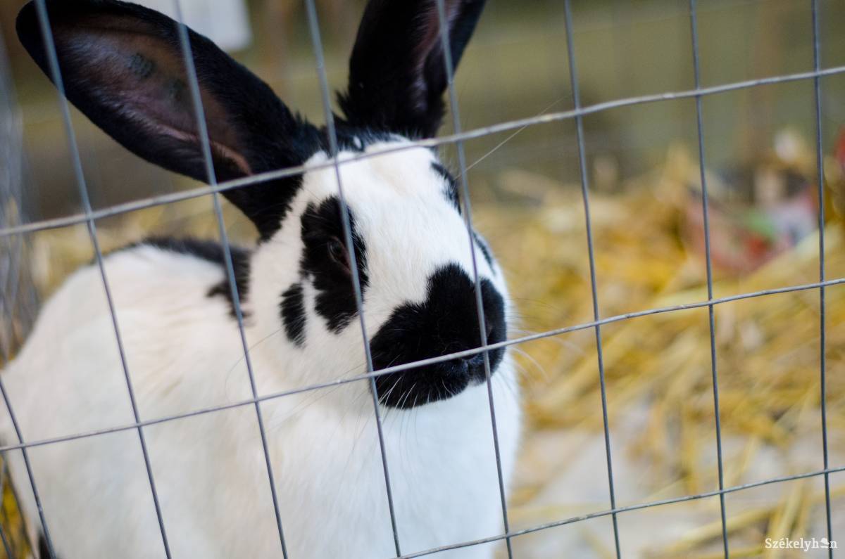 &bullet;  Fotó: Barabás Ákos