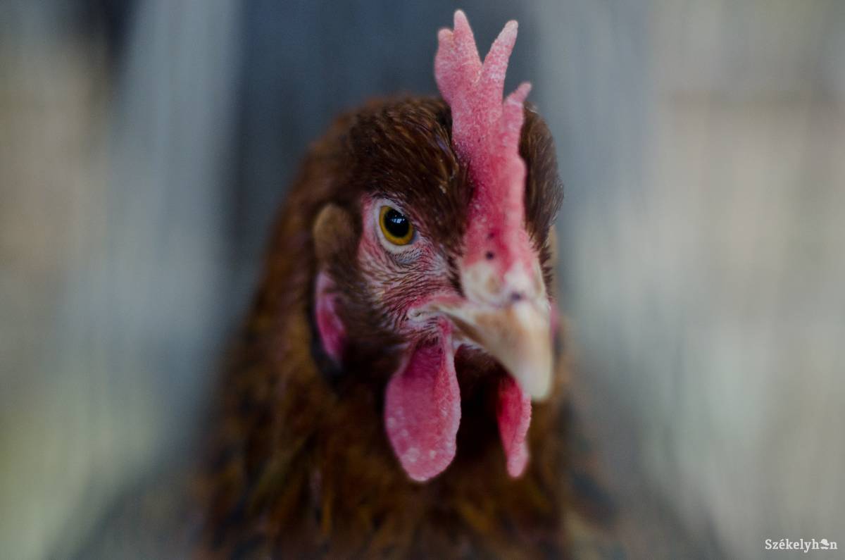 &bullet;  Fotó: Barabás Ákos