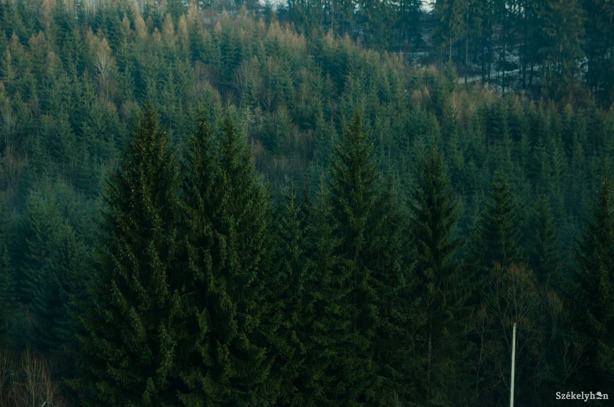 Képünk illusztráció •  Fotó: Barabás Ákos
