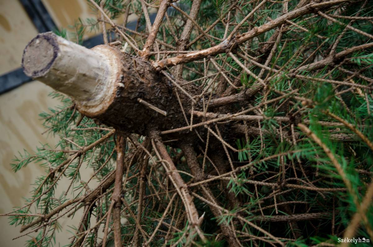 •  Fotó: Barabás Ákos