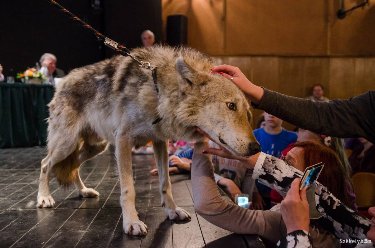 Mentésügyről nem csak mentőknek. A konferencián laikusok számára is lesznek érdekfeszítő előadások •  Fotó: Barabás Ákos