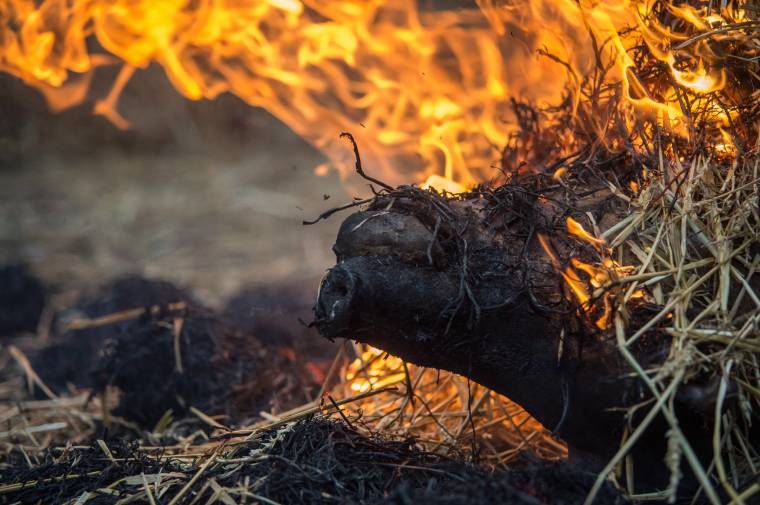A törvénytelenség a nem fertőzött disznókat sem kíméli: elhamvasztották az állatokat