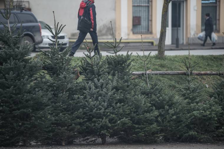 Hogyan válasszunk fenyőfát, ha fontos számunkra a környezettudatosság?