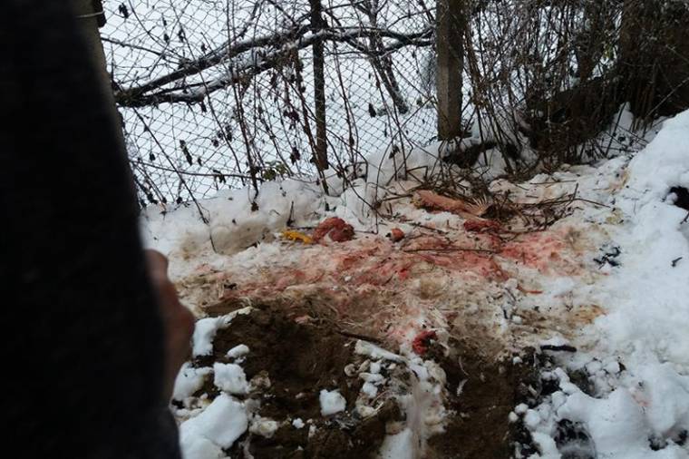 Ismét garázdálkodtak a medvék Etéd községben – kérvényezik a kilövésüket