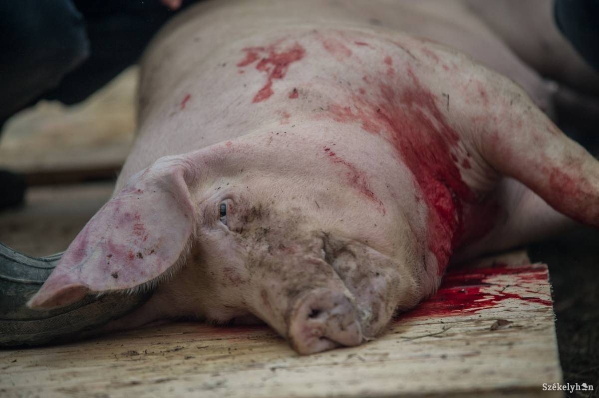 Fontos a disznóhús szakember általi bevizsgáltatása. Illusztráció •  Fotó: Barabás Ákos