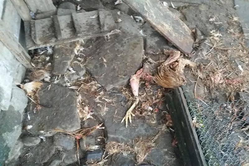 •  Fotó: Etéd Polgármesteri Hivatala